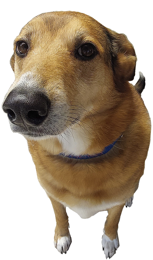 Pilinha